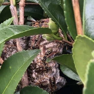 Polistes (Polistes) chinensis at Amaroo, ACT - 15 Mar 2022