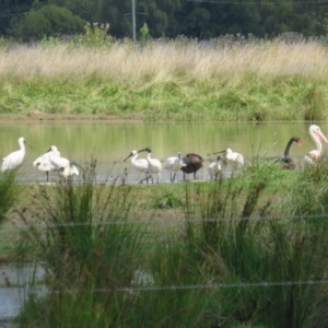 Platalea regia at Fyshwick, ACT - 14 Mar 2022