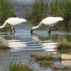 Platalea regia at Fyshwick, ACT - 14 Mar 2022