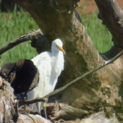 Bubulcus coromandus (Eastern Cattle Egret) at Fyshwick, ACT - 14 Mar 2022 by BenW