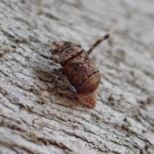 Ledrinae (subfamily) at Murrumbateman, NSW - 5 Mar 2022