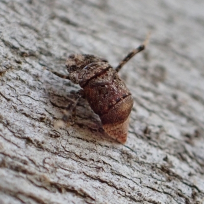 Ledrinae (subfamily) (A Flat-headed Leafhopper) at Murrumbateman, NSW - 5 Mar 2022 by SimoneC