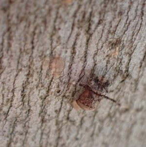 Ledrinae (subfamily) at Murrumbateman, NSW - 5 Mar 2022