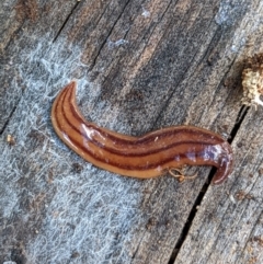 Anzoplana trilineata (A Flatworm) at Watson, ACT - 15 Mar 2022 by AniseStar