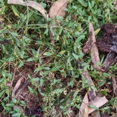 Einadia nutans subsp. nutans (Climbing Saltbush) at Watson Green Space - 14 Mar 2022 by AniseStar