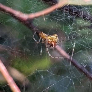 Parasteatoda sp. (genus) at Watson, ACT - 14 Mar 2022 02:15 PM