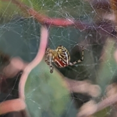 Parasteatoda sp. (genus) at Watson, ACT - 14 Mar 2022