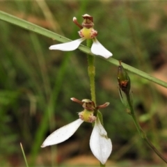 Eriochilus cucullatus (Parson's Bands) at Tidbinbilla Nature Reserve - 15 Mar 2022 by JohnBundock