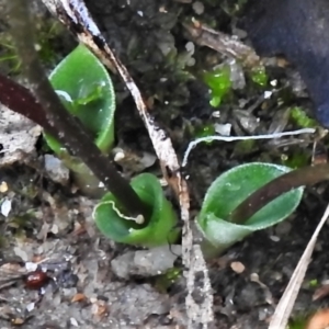 Eriochilus cucullatus at Paddys River, ACT - suppressed