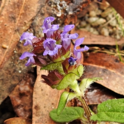 Prunella vulgaris (Self-heal, Heal All) at Tidbinbilla Nature Reserve - 15 Mar 2022 by JohnBundock