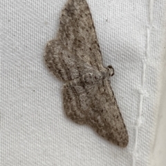 Phelotis cognata (Long-fringed Bark Moth) at Jerrabomberra, NSW - 15 Mar 2022 by SteveBorkowskis