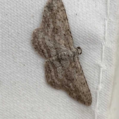 Phelotis cognata (Long-fringed Bark Moth) at QPRC LGA - 15 Mar 2022 by Steve_Bok