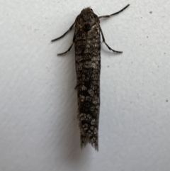 Lepidoscia (genus) ADULT (A Case moth) at QPRC LGA - 15 Mar 2022 by Steve_Bok