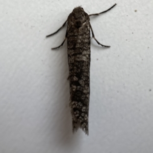 Lepidoscia (genus) ADULT at Jerrabomberra, NSW - 15 Mar 2022