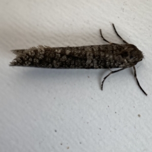 Lepidoscia (genus) ADULT at Jerrabomberra, NSW - 15 Mar 2022