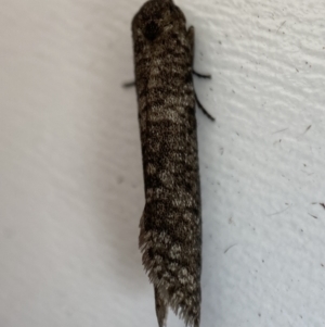 Lepidoscia (genus) ADULT at Jerrabomberra, NSW - 15 Mar 2022