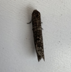 Lepidoscia (genus) ADULT at Jerrabomberra, NSW - 15 Mar 2022