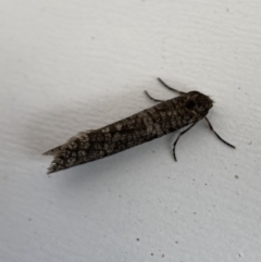 Lepidoscia (genus) ADULT at Jerrabomberra, NSW - 15 Mar 2022