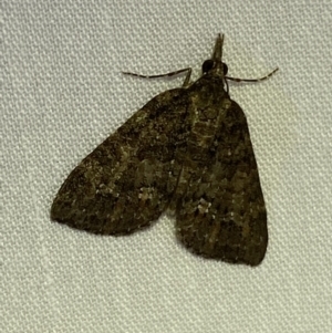 Microdes squamulata at Jerrabomberra, NSW - 14 Mar 2022