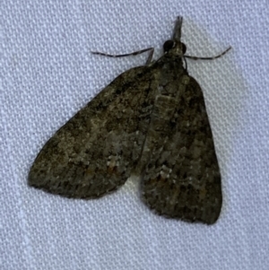 Microdes squamulata at Jerrabomberra, NSW - 14 Mar 2022