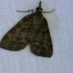 Microdes squamulata at Jerrabomberra, NSW - 14 Mar 2022