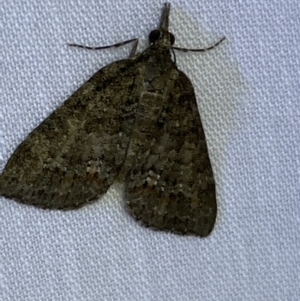 Microdes squamulata at Jerrabomberra, NSW - 14 Mar 2022