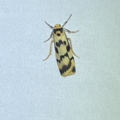 Tigrioides alterna (Alternating Footman) at Jerrabomberra, NSW - 14 Mar 2022 by SteveBorkowskis
