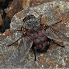Rutilia sp. (genus) (A Rutilia bristle fly, subgenus unknown) at Paddys River, ACT - 15 Mar 2022 by JohnBundock