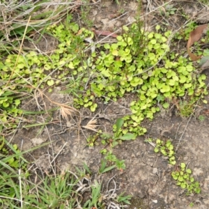 Dichondra repens at Yass River, NSW - 15 Mar 2022