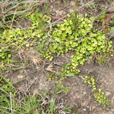 Dichondra repens (Kidney Weed) at Yass River, NSW - 15 Mar 2022 by SenexRugosus