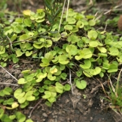 Dichondra repens at Yass River, NSW - 15 Mar 2022