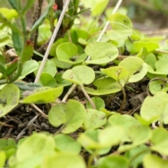 Dichondra repens at Yass River, NSW - 15 Mar 2022