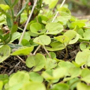 Dichondra repens at Yass River, NSW - 15 Mar 2022 05:15 PM