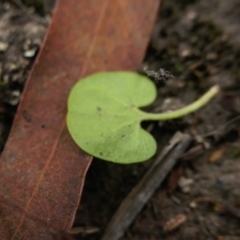 Dichondra repens at Yass River, NSW - 15 Mar 2022 05:15 PM