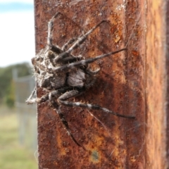Backobourkia (genus) (An orb weaver) at Yass River, NSW - 15 Mar 2022 by SenexRugosus