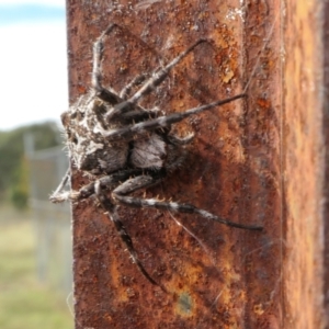 Backobourkia sp. (genus) at Yass River, NSW - 15 Mar 2022 04:19 PM