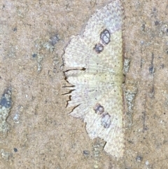 Epicyme rubropunctaria (Red-spotted Delicate) at Jerrabomberra, NSW - 14 Mar 2022 by SteveBorkowskis