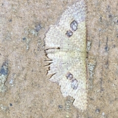 Epicyme rubropunctaria (Red-spotted Delicate) at QPRC LGA - 14 Mar 2022 by Steve_Bok