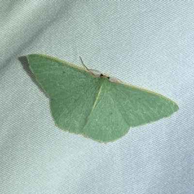 Chlorocoma melocrossa (Cream-fringed Emerald) at Jerrabomberra, NSW - 14 Mar 2022 by SteveBorkowskis