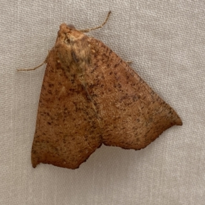 Fisera (genus) (Unidentified Fisera moths) at QPRC LGA - 15 Mar 2022 by Steve_Bok