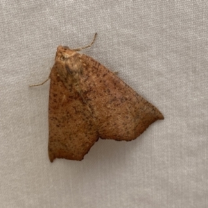 Fisera (genus) at Jerrabomberra, NSW - 15 Mar 2022