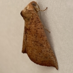 Fisera (genus) at Jerrabomberra, NSW - 15 Mar 2022