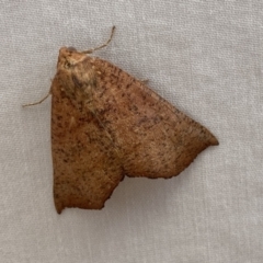 Fisera (genus) at Jerrabomberra, NSW - 15 Mar 2022