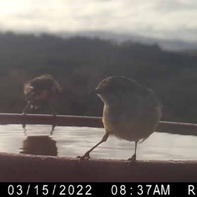 Acanthiza reguloides (Buff-rumped Thornbill) at Yass River, NSW - 15 Mar 2022 by SenexRugosus