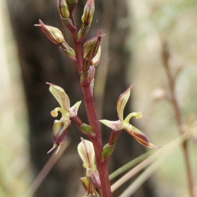 Acianthus exsertus (Large Mosquito Orchid) at Rugosa - 15 Mar 2022 by SenexRugosus