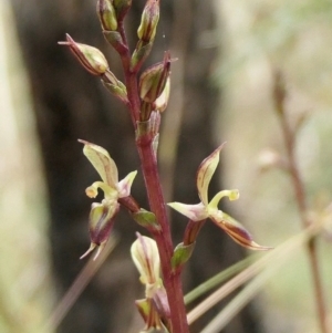 Acianthus exsertus at Yass River, NSW - 15 Mar 2022