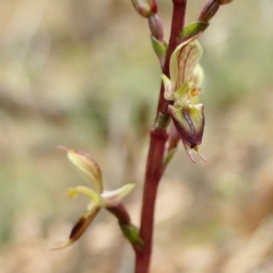 Acianthus exsertus at Yass River, NSW - suppressed