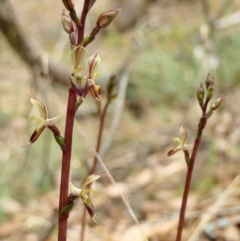 Acianthus exsertus at Yass River, NSW - suppressed