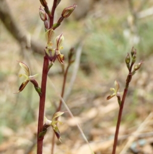 Acianthus exsertus at Yass River, NSW - suppressed