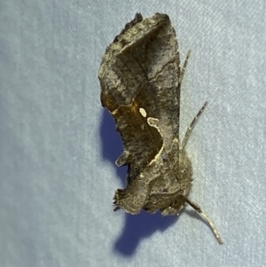 Chrysodeixis eriosoma at Jerrabomberra, NSW - 15 Mar 2022